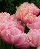 Tulipa peony Pink Star Main