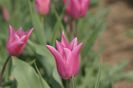 China Pink