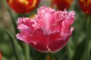 Fringed Family (1)