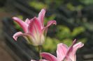 IMG_1261