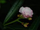 DSCN9131
