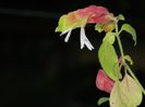 DSCN9132