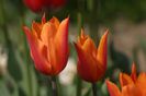 Lily Fire