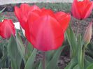 Madame Lefeber (2)