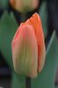 Orange Emperor (1)