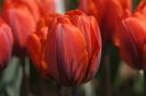 Orange Princess (1)