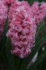 Pink Pearl (1)