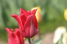 Red Shine