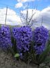 Delft Blue (2)
