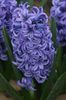 Delft Blue (23)