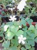 oxalis cu flore alba