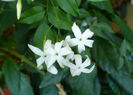 Jasmin