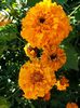 tagetes erecta orange 02