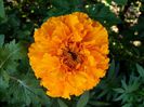 tagetes 03