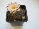 Gymnocalycium 8.08.013