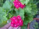 Scarlet