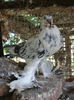 pomeran