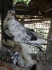 pomeran