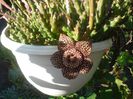 stapelia