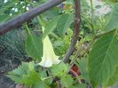 brugmansia