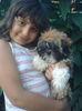 Shi-tzu Papucel