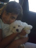 bichon maltese Borzos