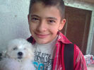 bichon maltese
