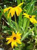 Rudbeckia Goldsturm