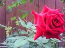 DSC00316
