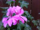 DSC00328