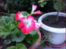 DSC00331