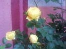 DSC00384