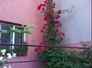 DSC00388