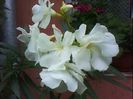 DSC00415