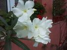 DSC00416