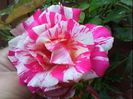 DSC00488