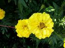 tagetes erecta 004