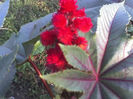 09-08-13_ricin