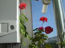 DSC01017
