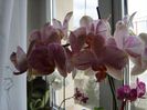 DSC00517