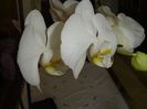DSC00521