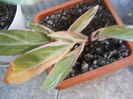 DSCF0094