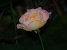 DSCN9309