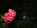 DSCN9323