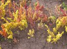 Chenopodium pallidicaule-