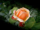SANY4447