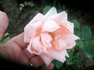 SANY4514