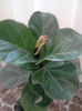 ficusul lyrata