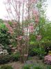 Toona sinensis