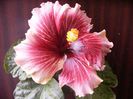 Plum Pizzazz